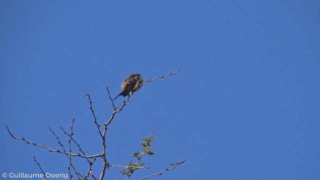 Colibrí del Atacama - ML274012311