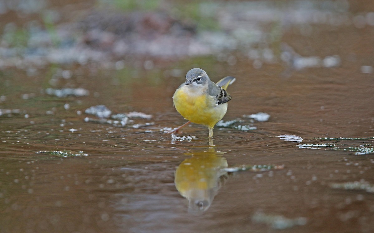 Gray Wagtail - ML274012521