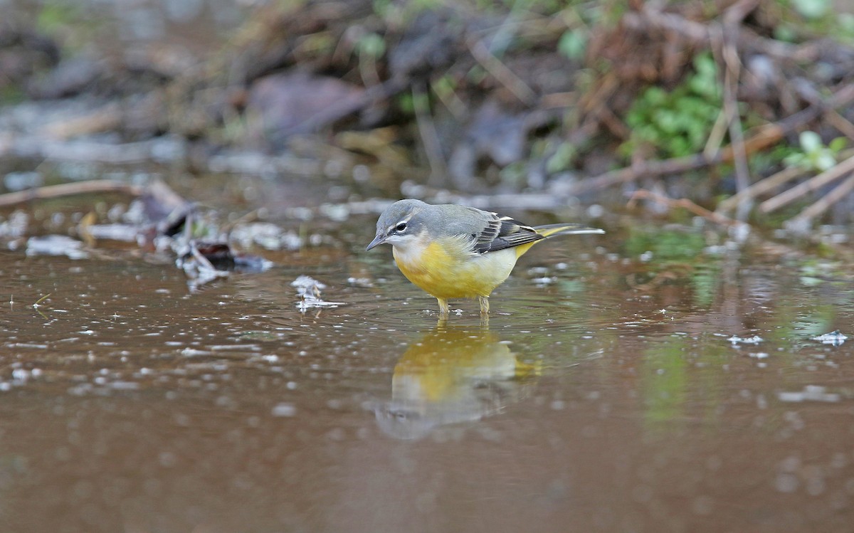 Gray Wagtail - Christoph Moning