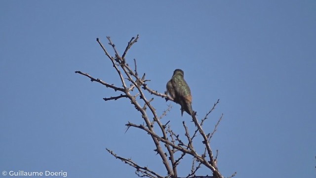 Colibrí del Atacama - ML274012611