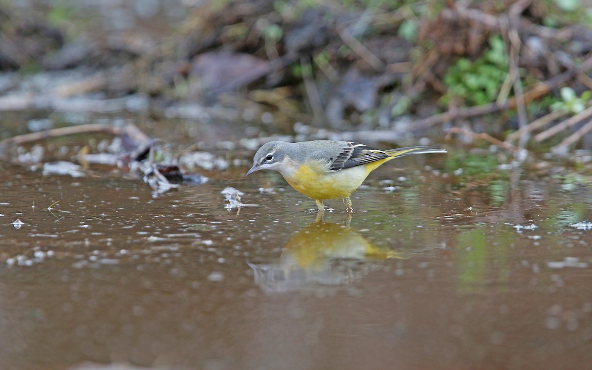 Gray Wagtail - ML274012661