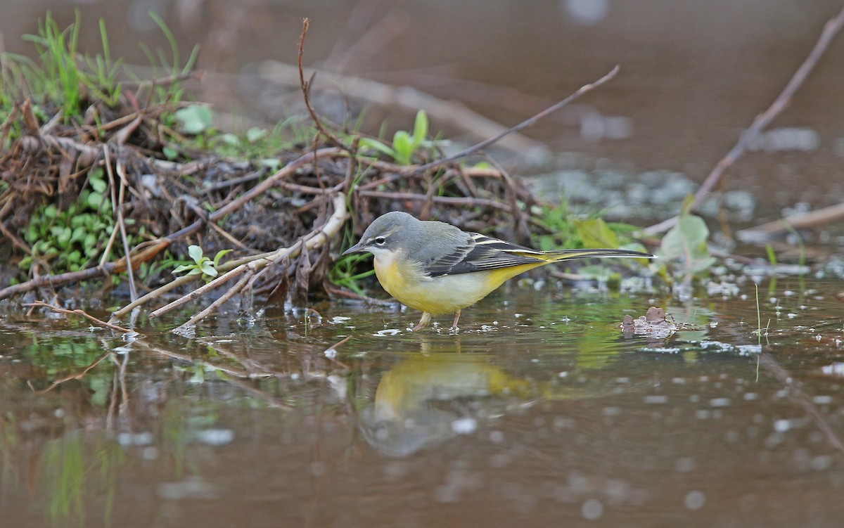 Gray Wagtail - ML274012701