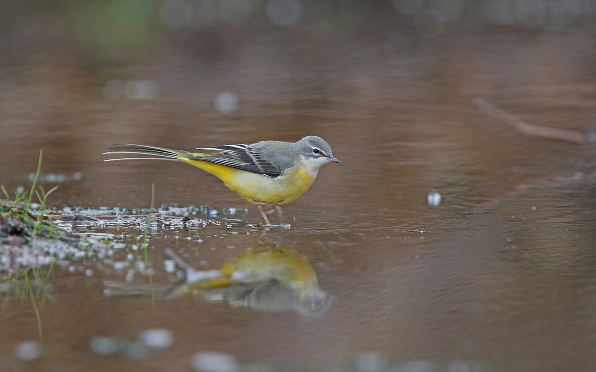 Gray Wagtail - ML274013161