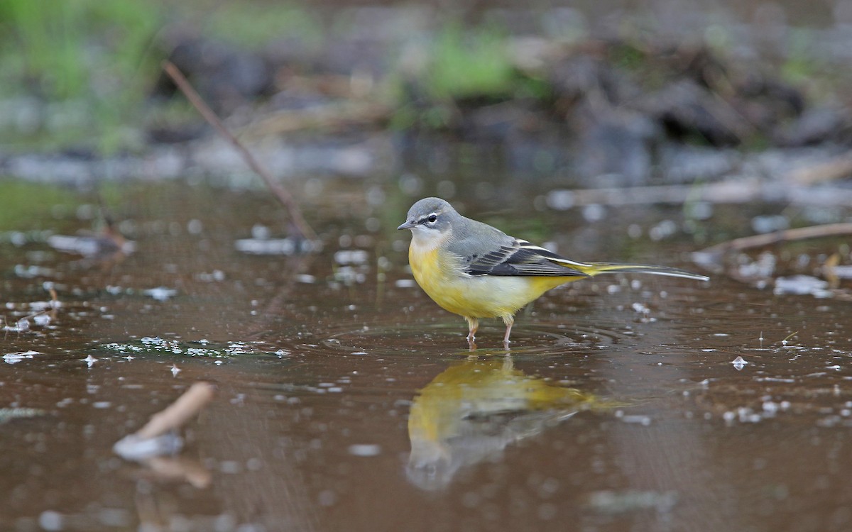 Gray Wagtail - Christoph Moning