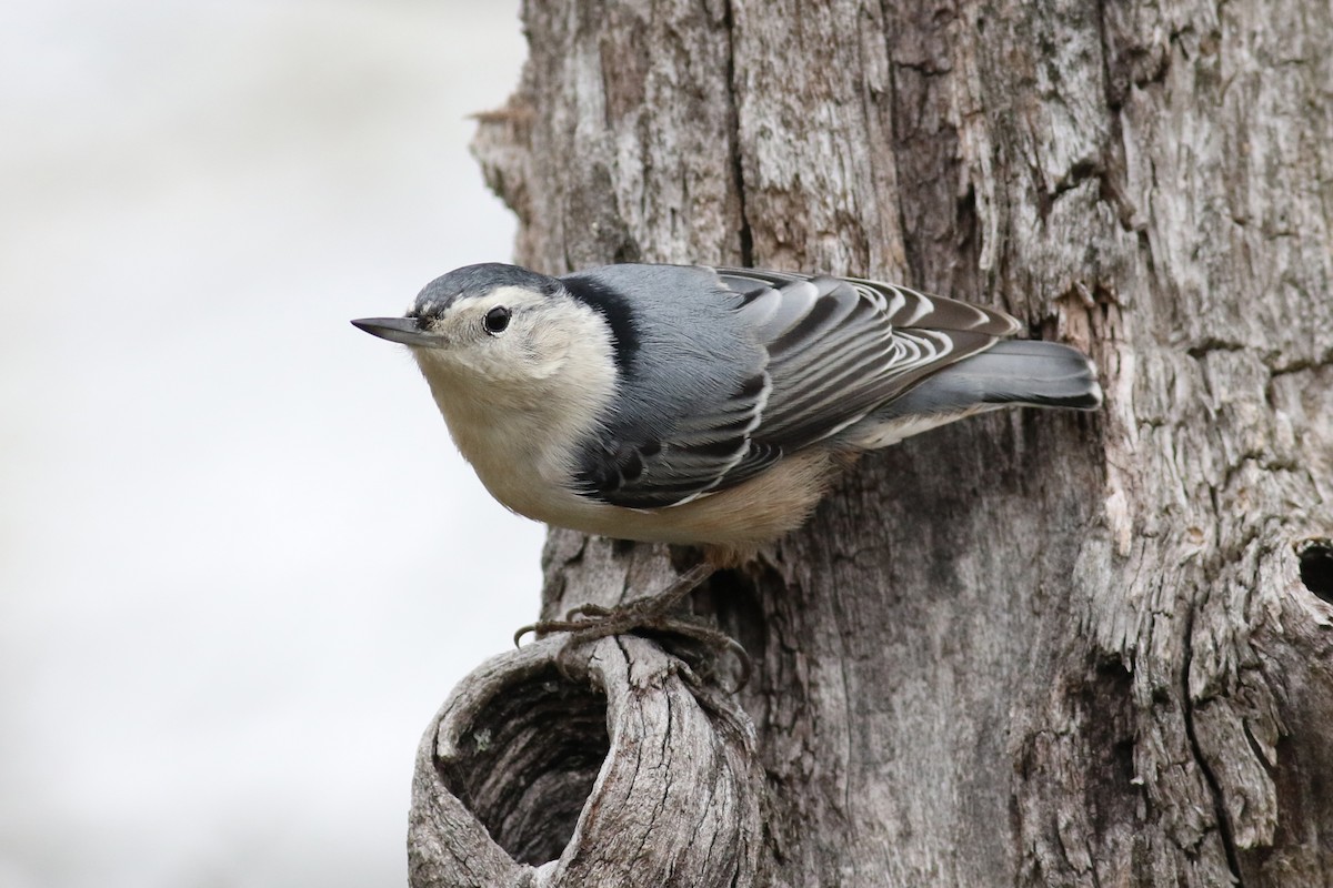 White-breasted Nuthatch - Brendan McKay