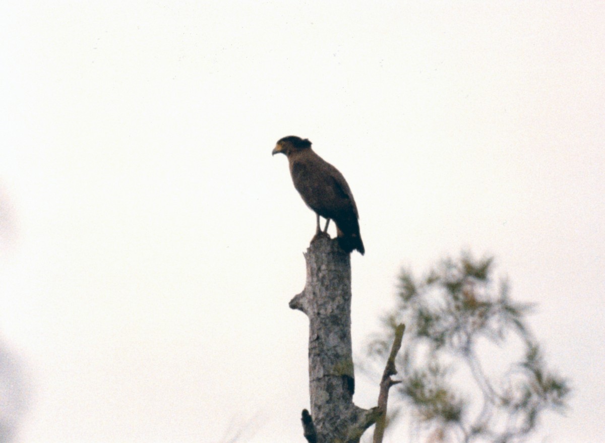 Crested Serpent-Eagle (Crested) - ML274013671