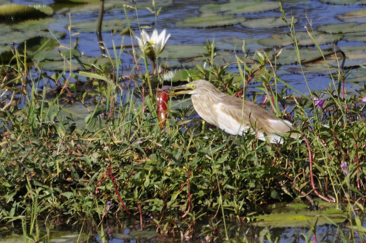 Squacco Heron - ML274014341