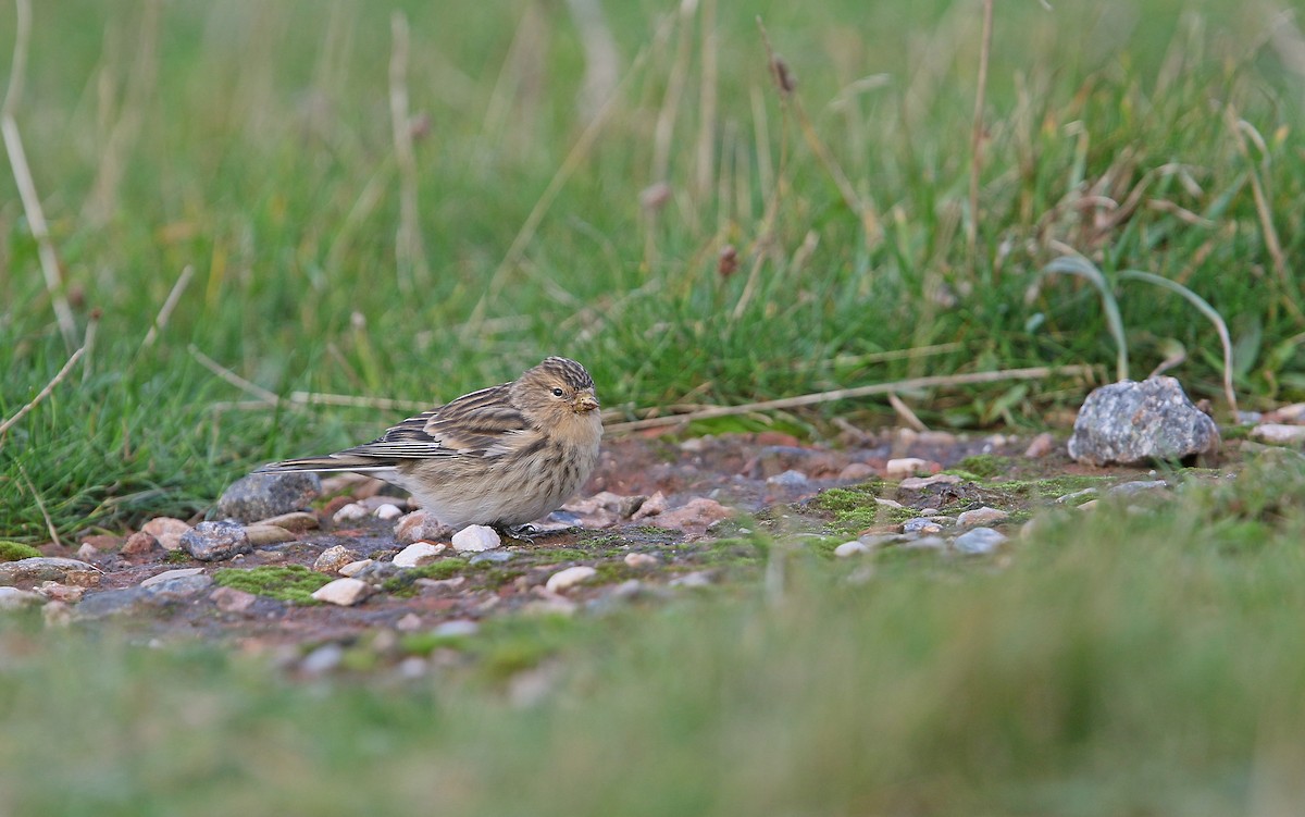 Twite - ML274014551