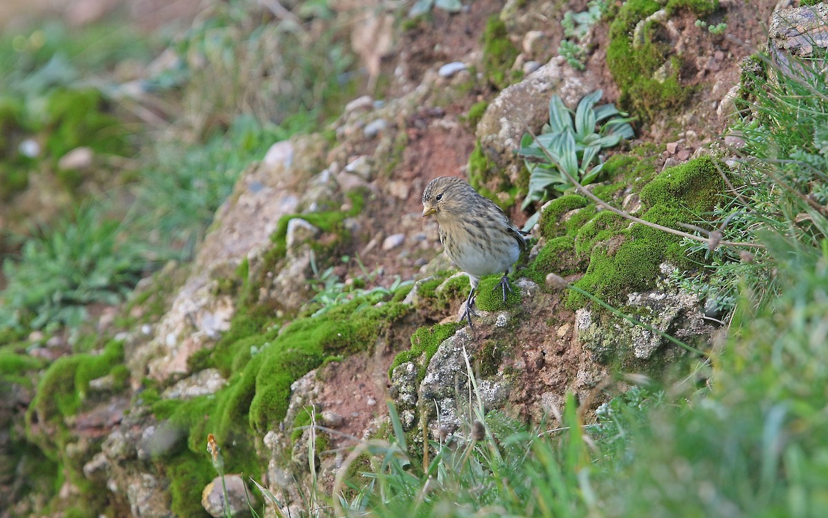 Pardillo Piquigualdo - ML274014631