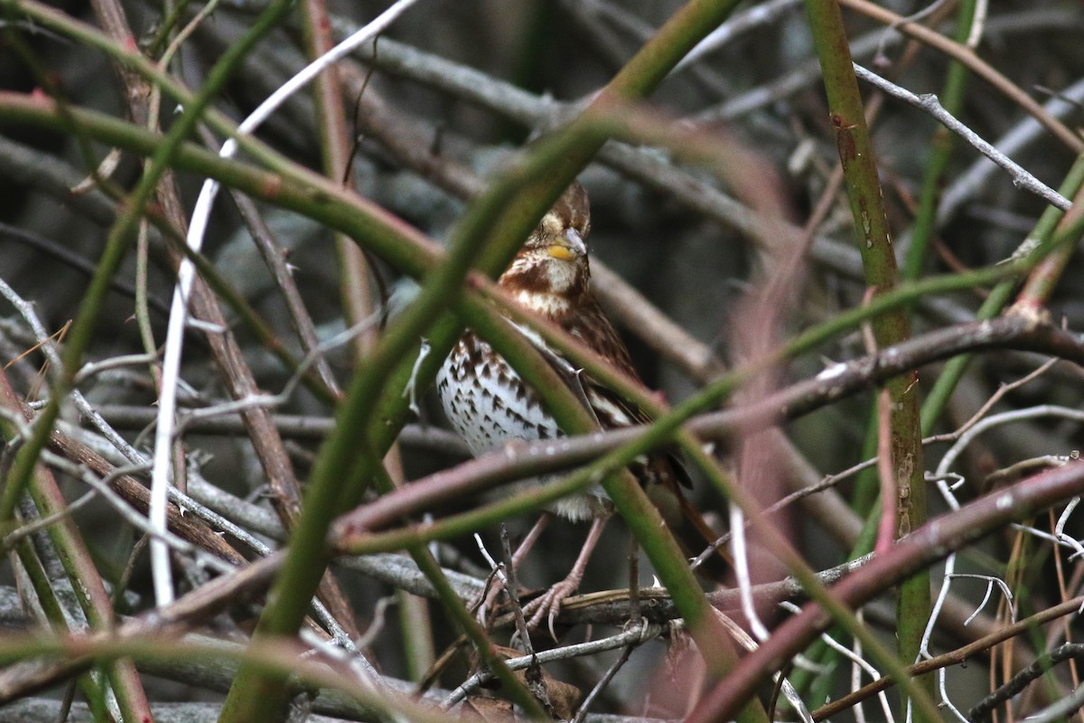 Fox Sparrow (Red) - ML274014641