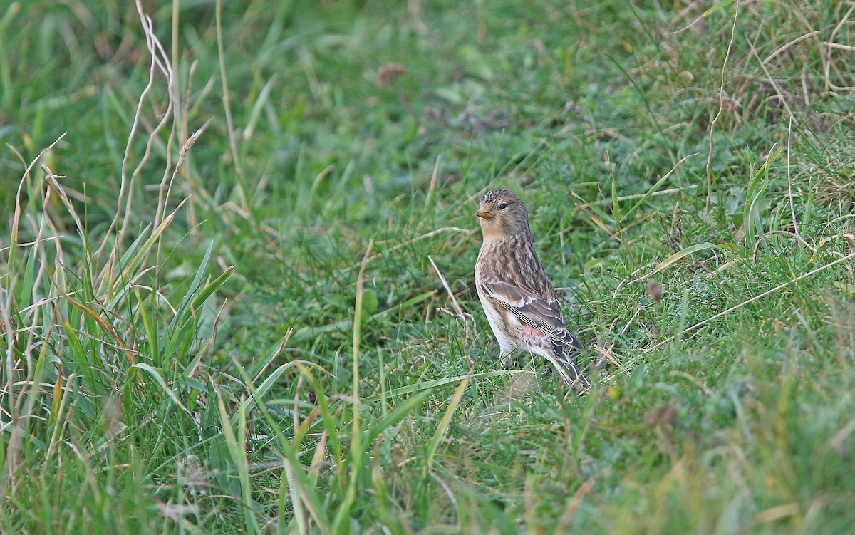 Twite - ML274014671