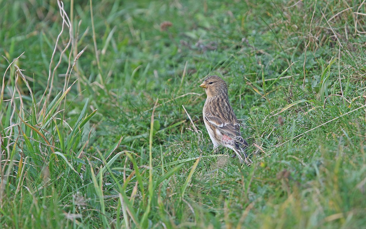 Twite - ML274014681