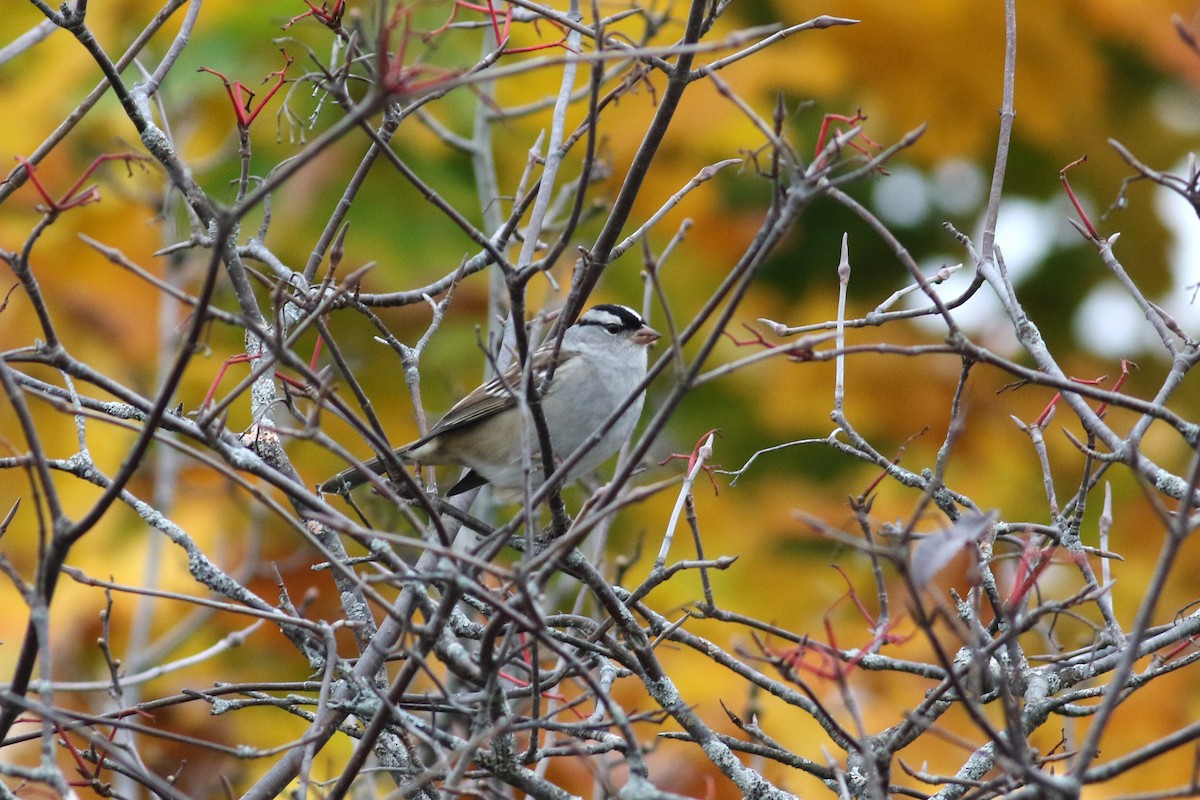 White-crowned Sparrow - Brendan McKay