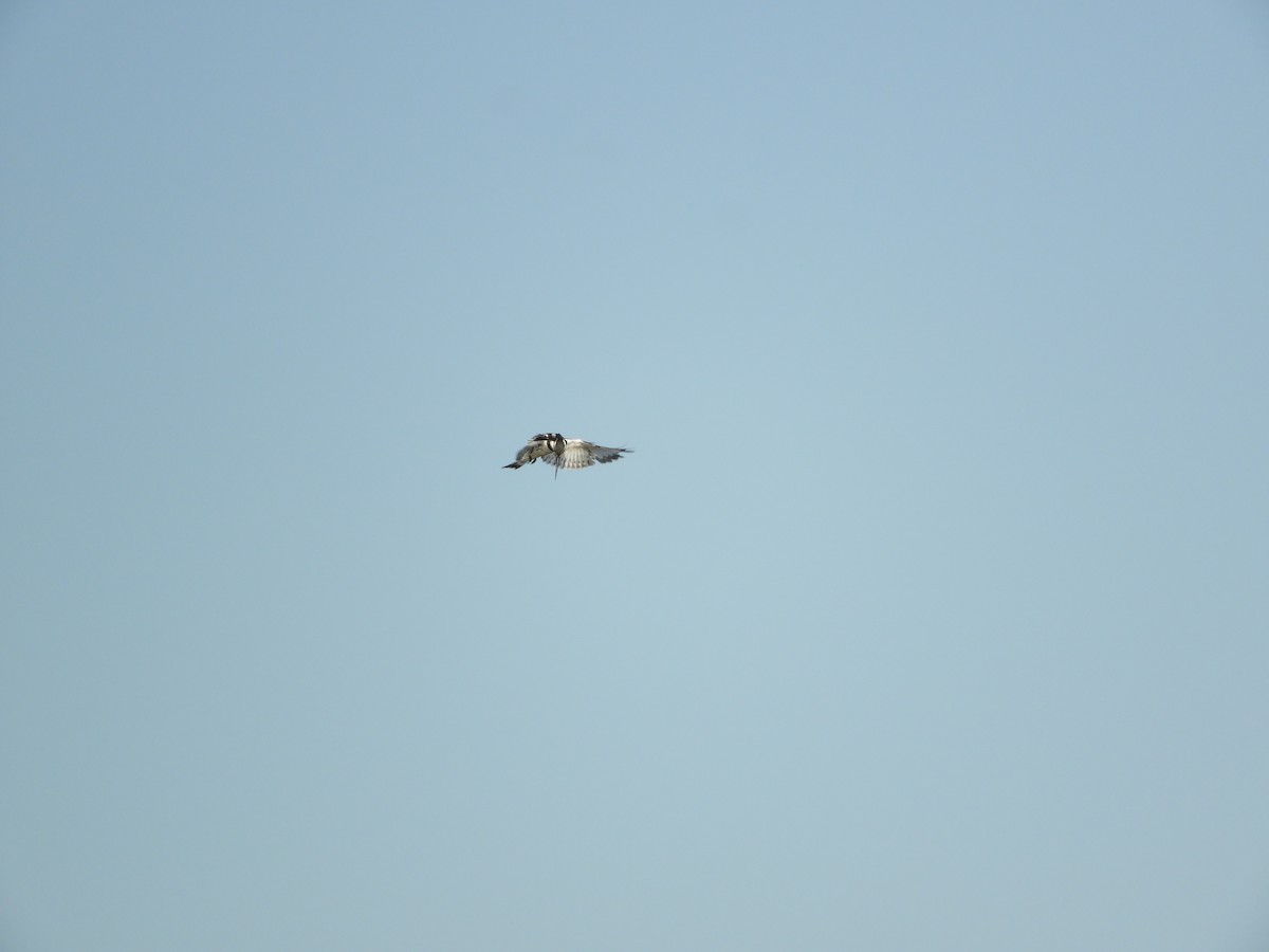 Pied Kingfisher - ML274014931