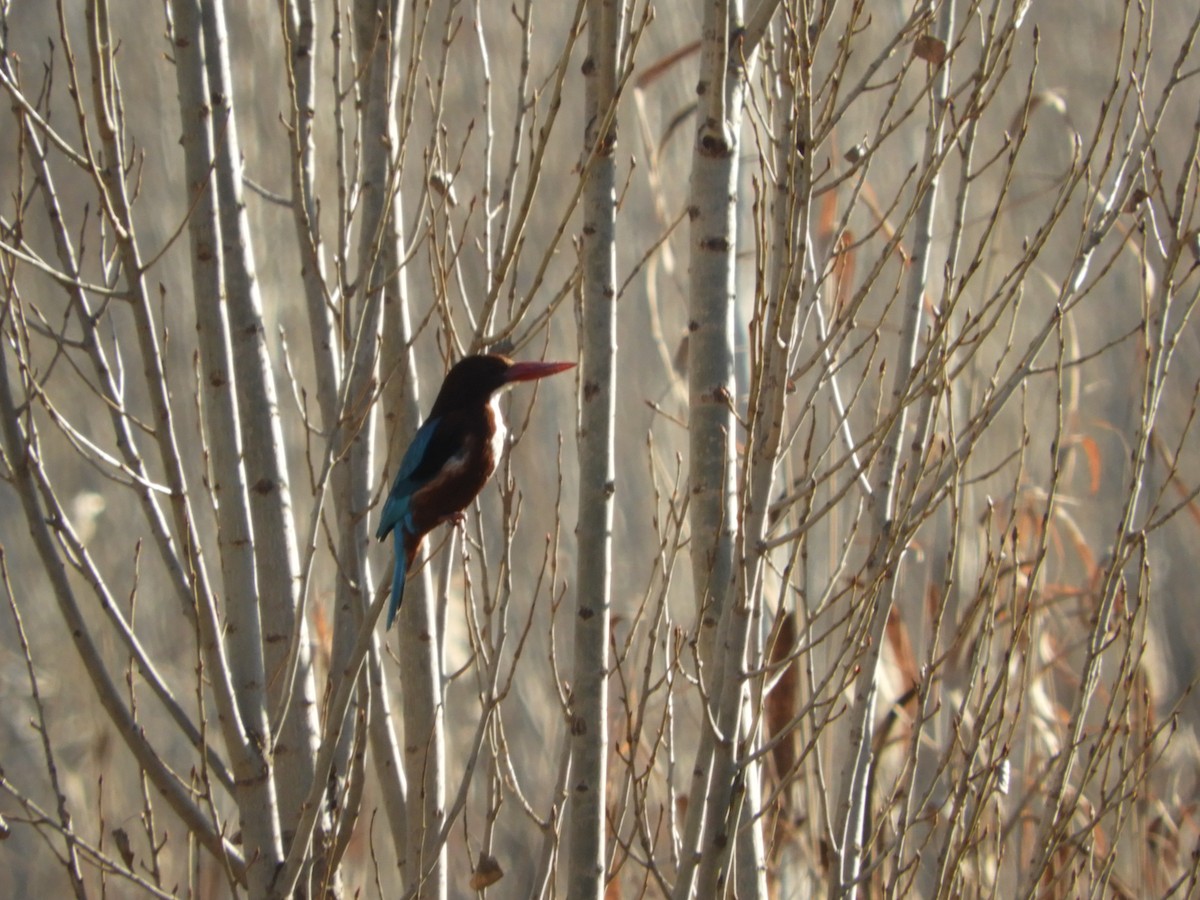 White-throated Kingfisher - ML274014941