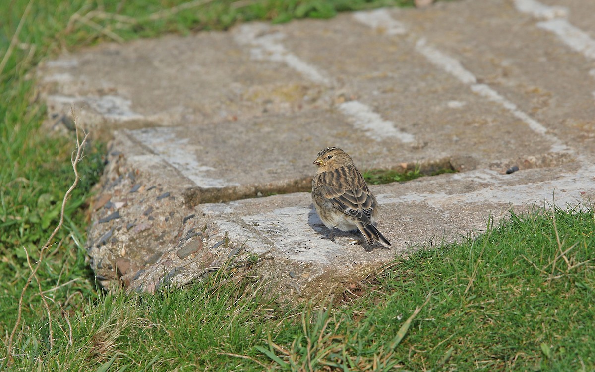 Twite - Christoph Moning