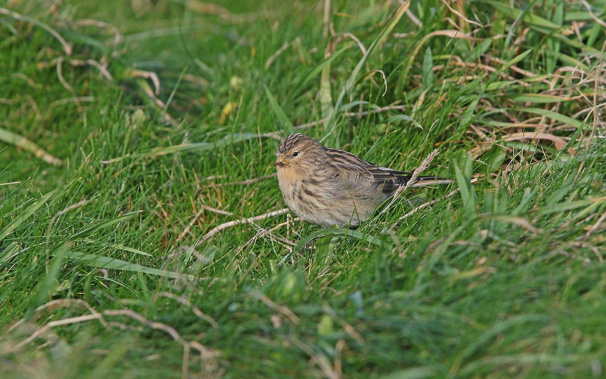 Pardillo Piquigualdo - ML274015301