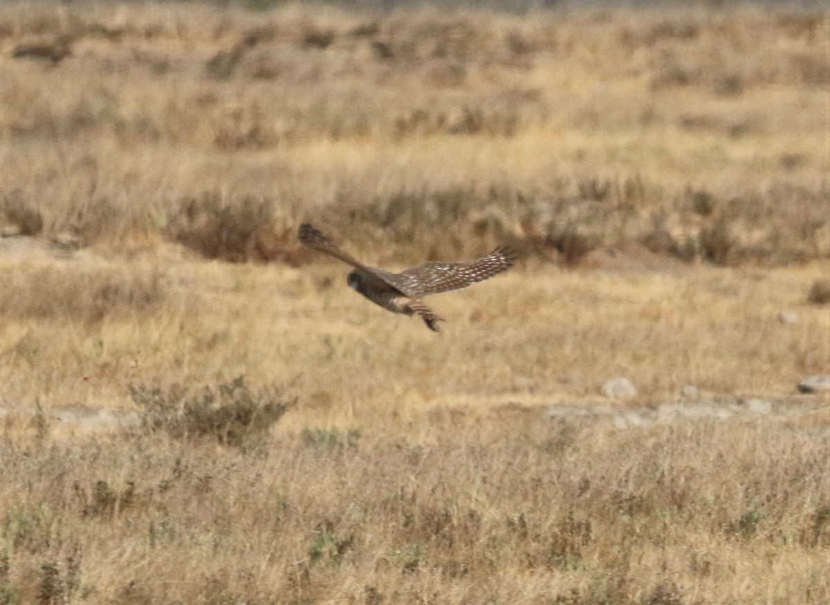 Burrowing Owl - ML274016281