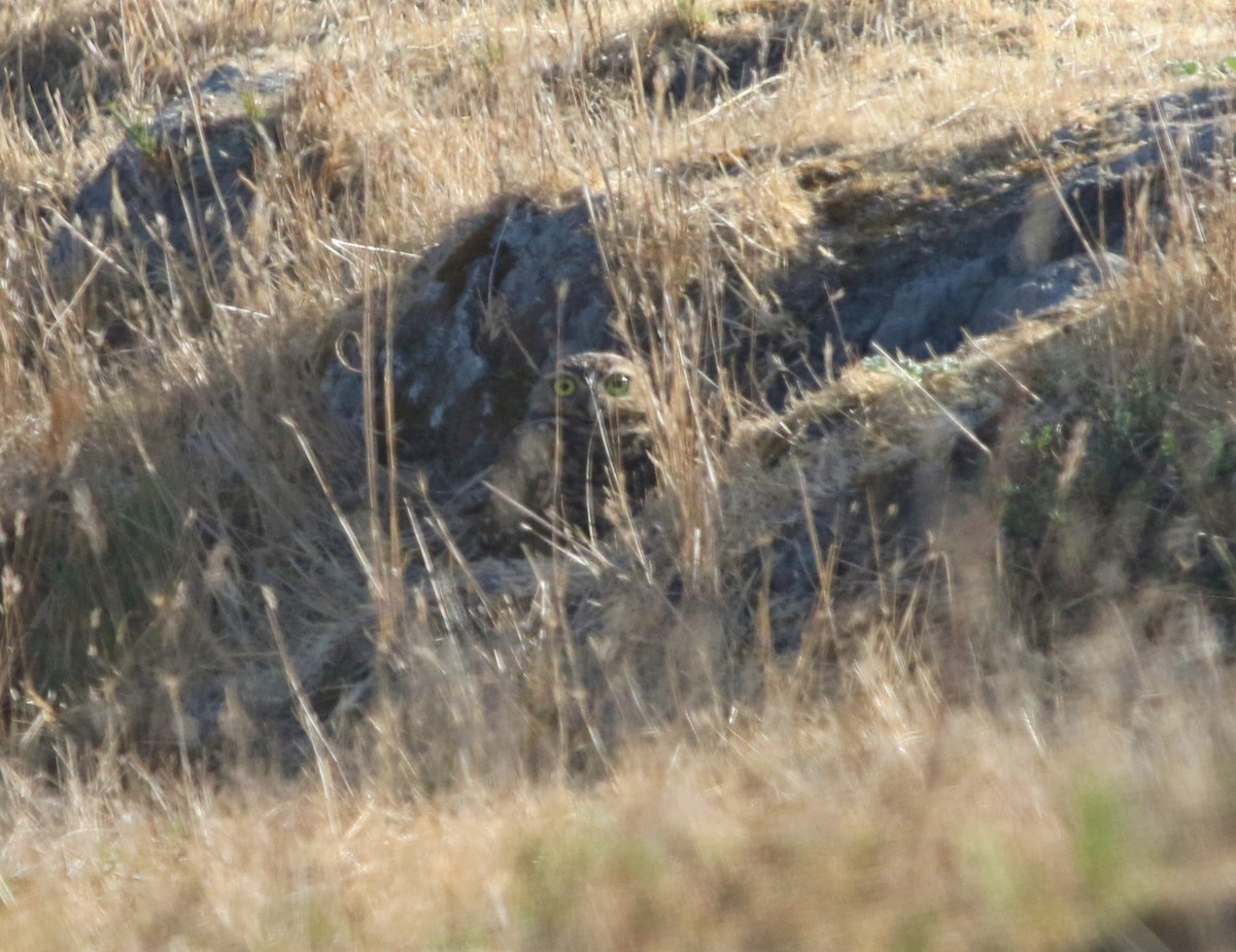 Burrowing Owl - ML274016321