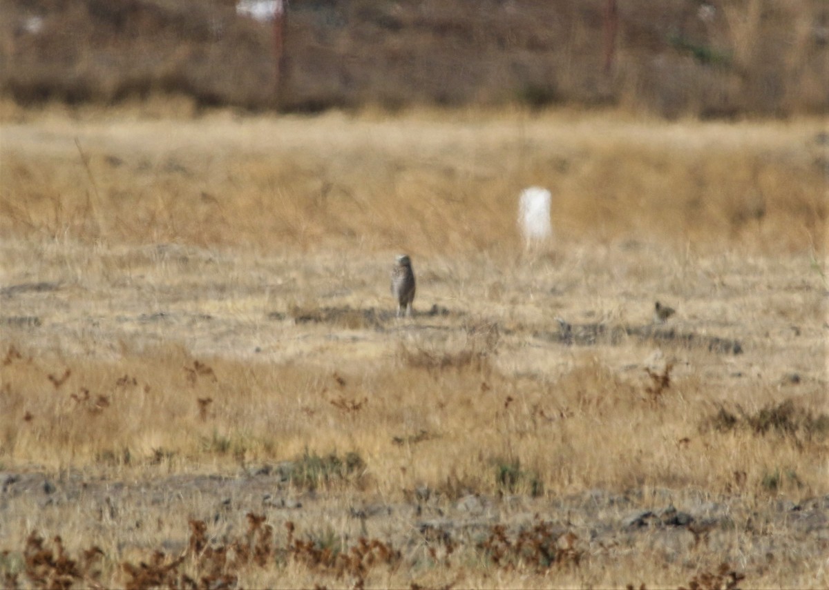 Burrowing Owl - ML274016401