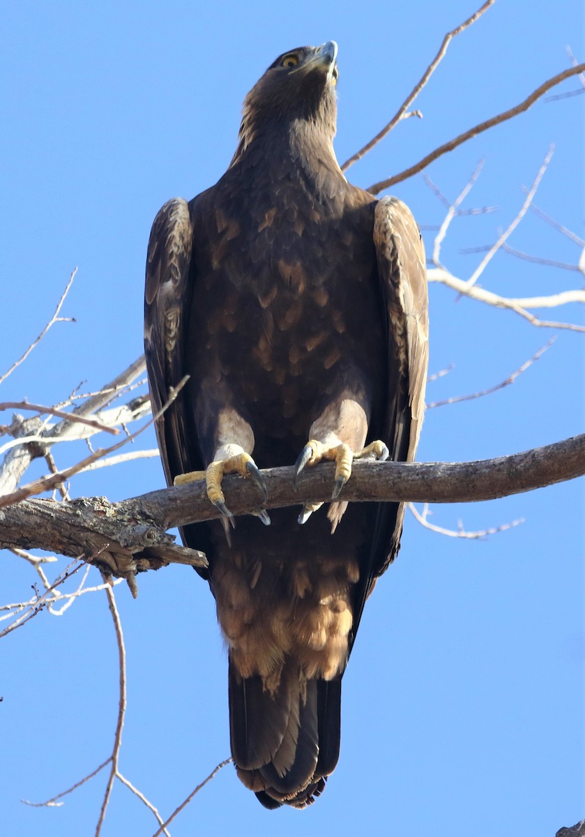 Golden Eagle - Ryan Phillips