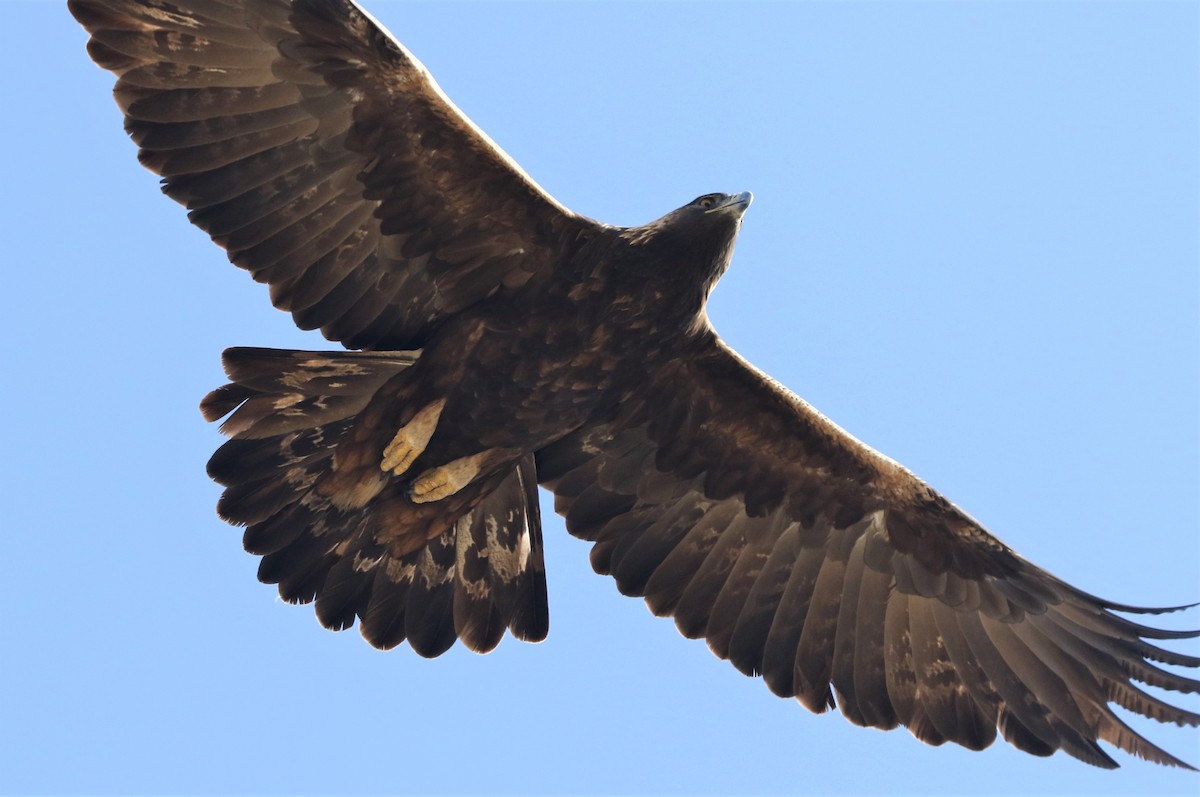 Golden Eagle - ML274016711