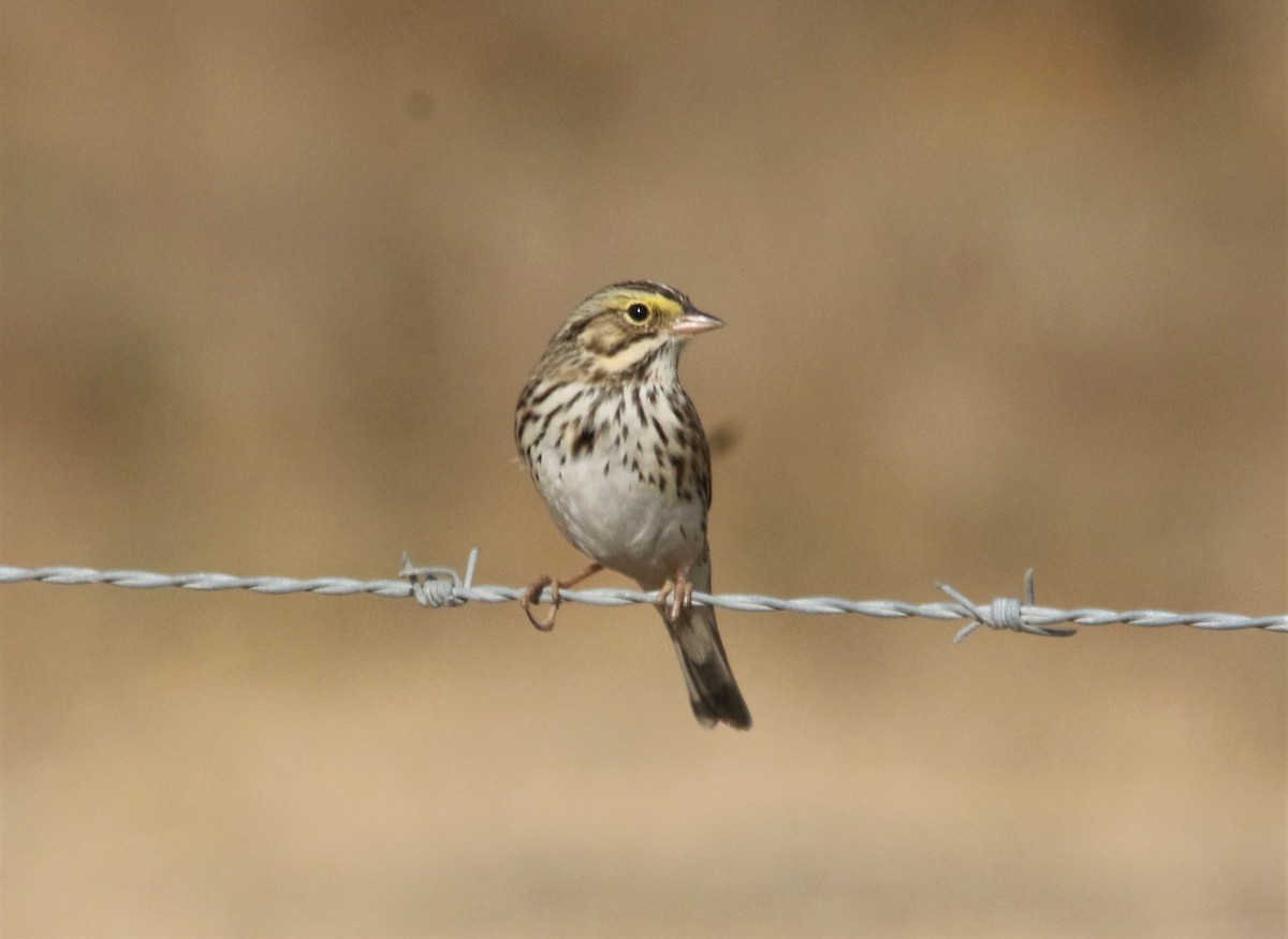 Savannah Sparrow - Ryan Phillips