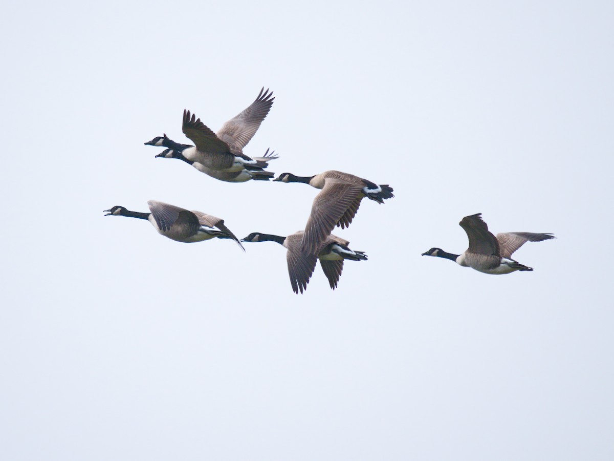 Canada Goose - ML274017681