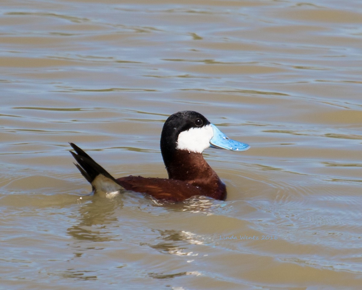 Ruddy Duck - ML27402261