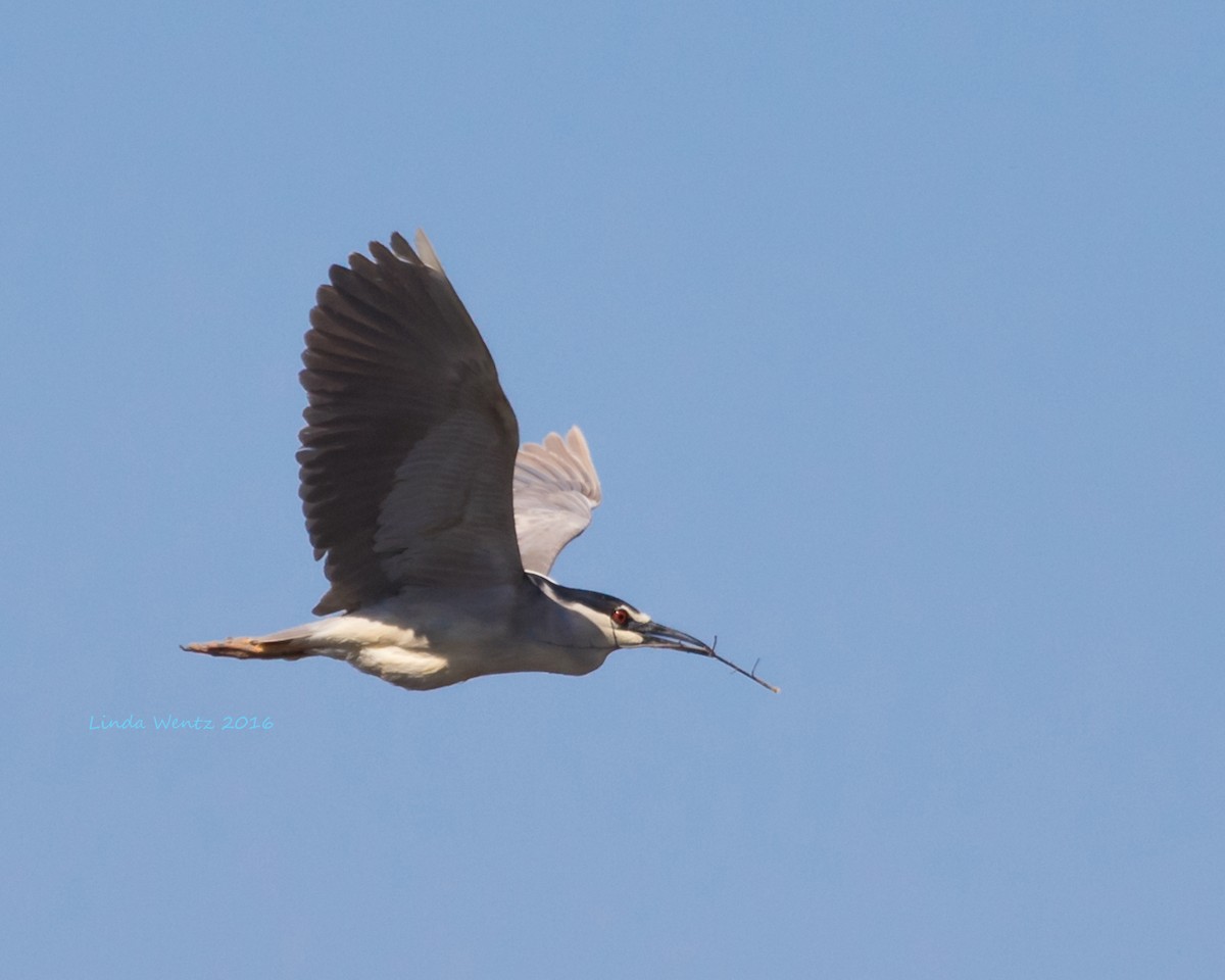 Black-crowned Night Heron - ML27402271