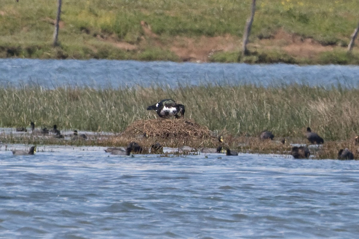 Muscovy Duck (Domestic type) - ML274022831