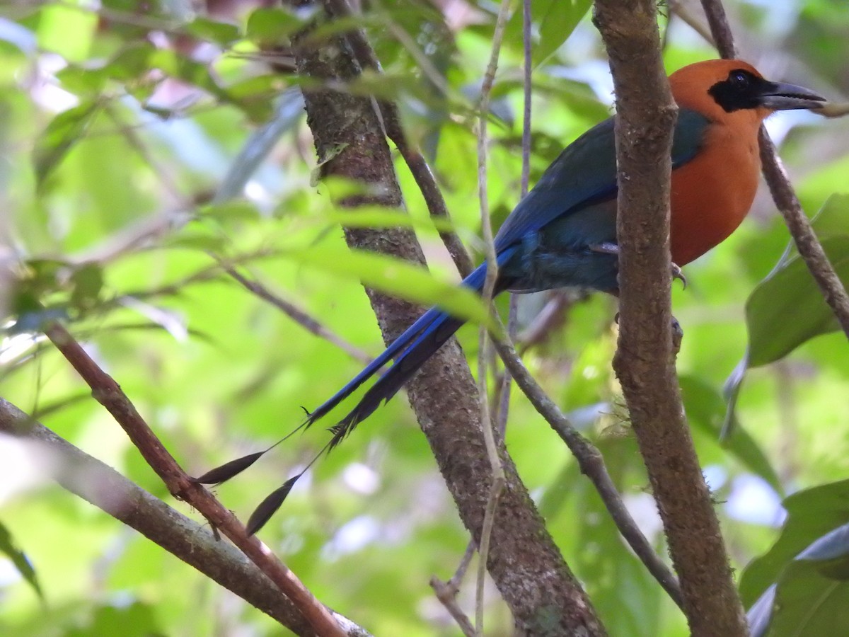 Rufous Motmot - mark zdeblick