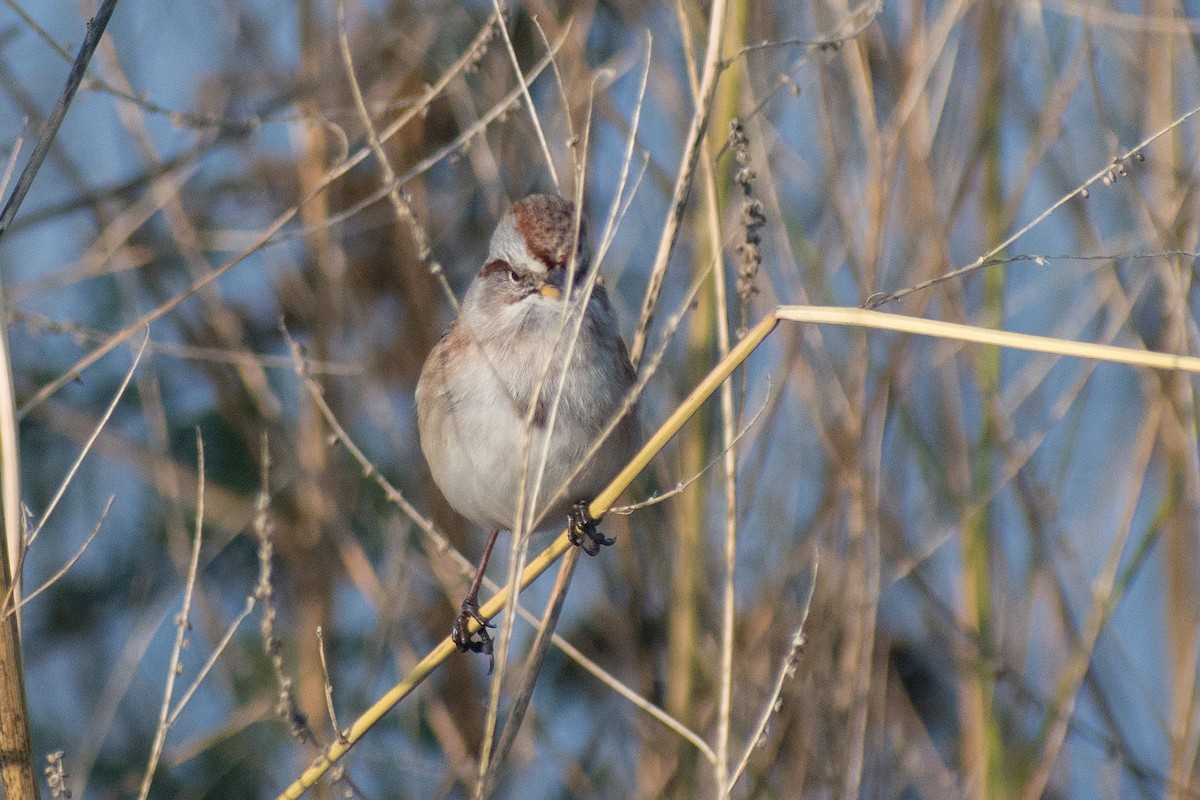 American Tree Sparrow - ML274025551