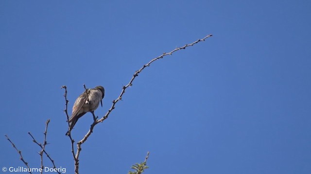 Colibrí del Atacama - ML274026271