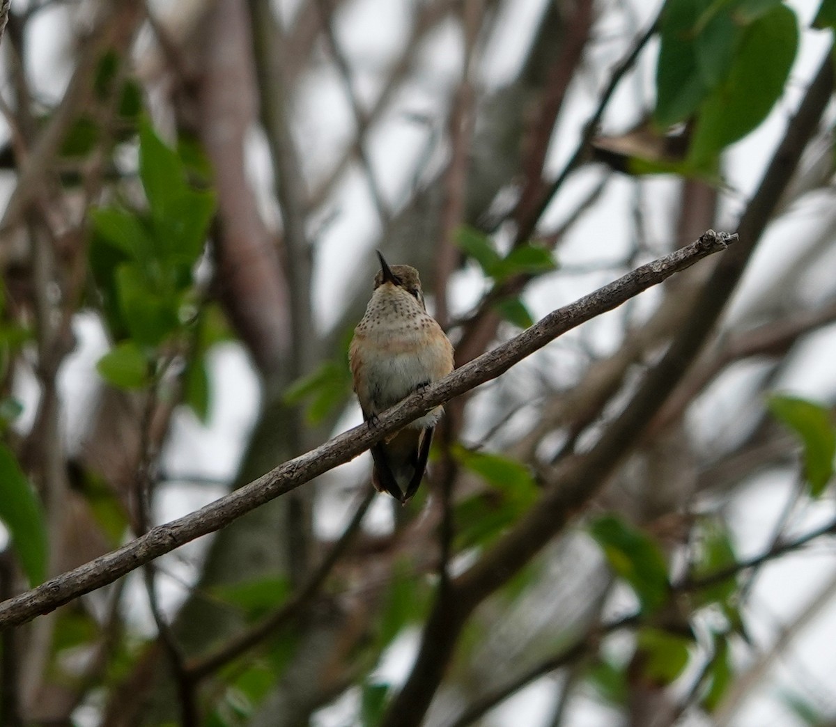 Calliope Hummingbird - ML274027211