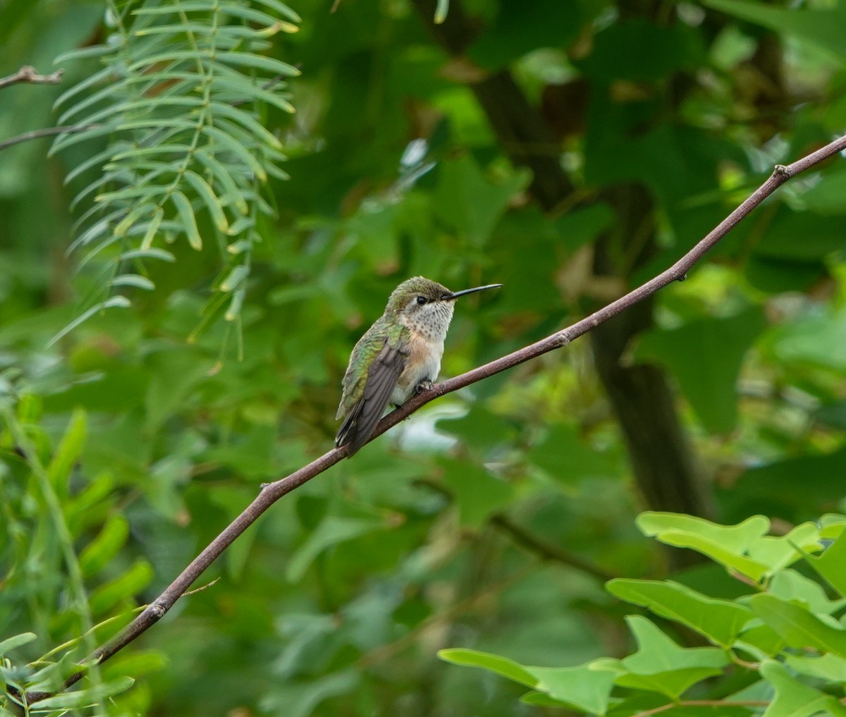 Calliope Hummingbird - ML274027241