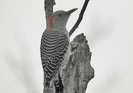 Red-bellied Woodpecker - ML274027261