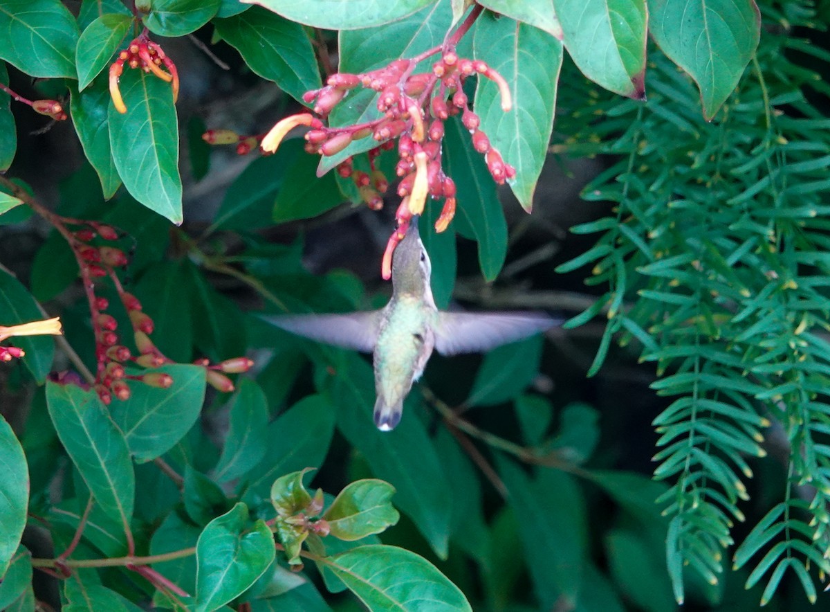 Calliope Hummingbird - ML274027301