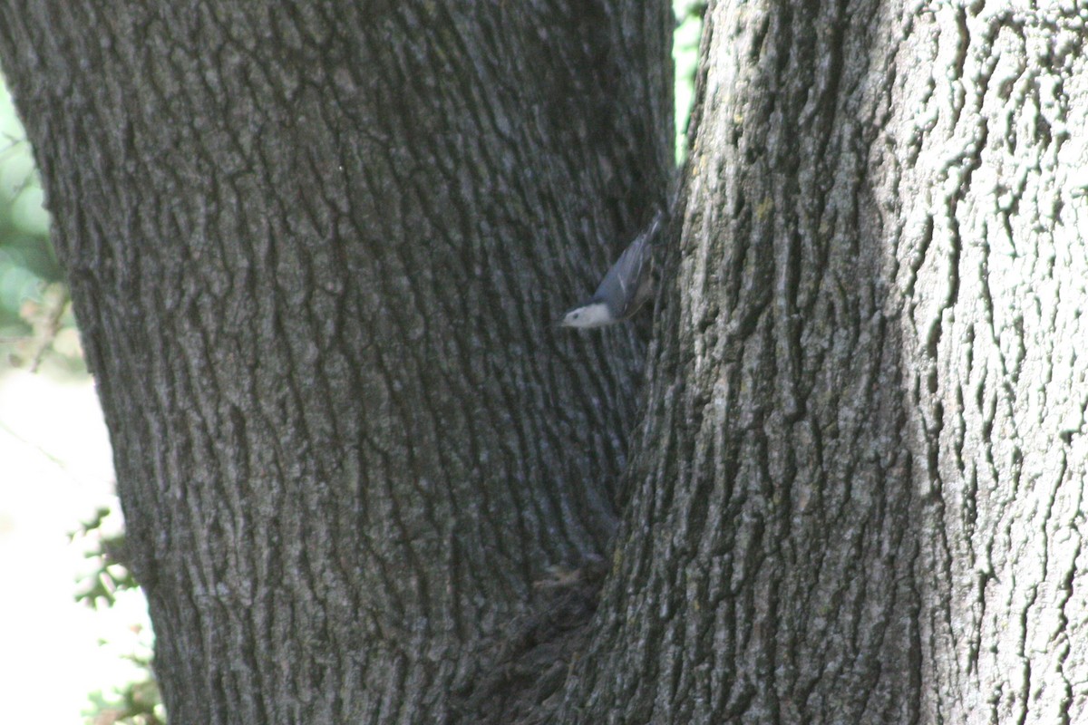 White-breasted Nuthatch - ML274027691