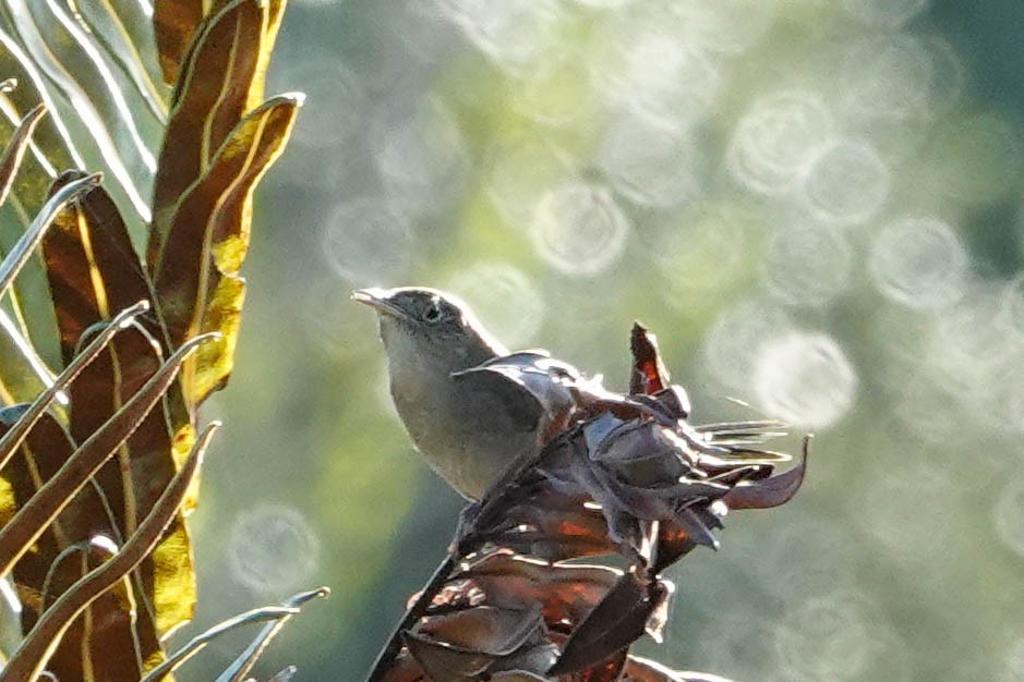 House Wren - ML274031601