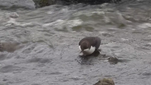 White-throated Dipper - ML274031811