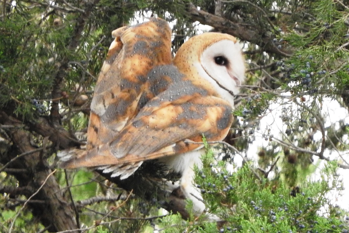 sova americká - ML274032341