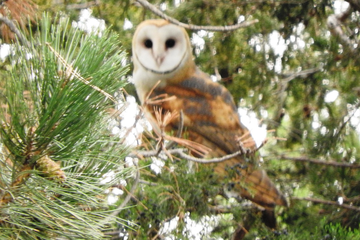 sova americká - ML274032371