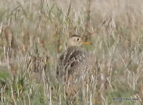 Upland Sandpiper - Peter Vale