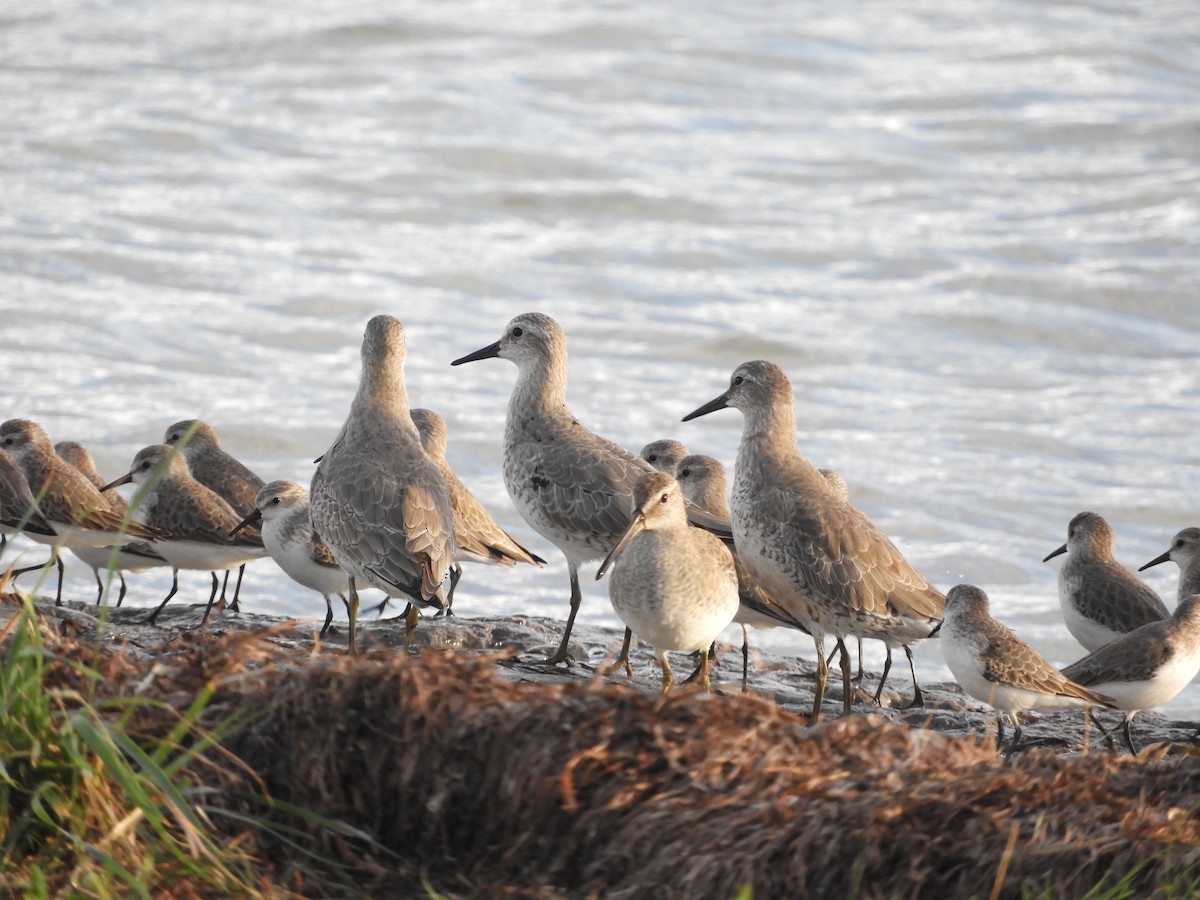 Red Knot - ML274032851