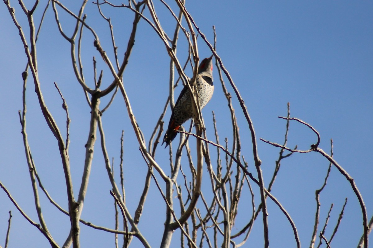 Northern Flicker - ML274033711