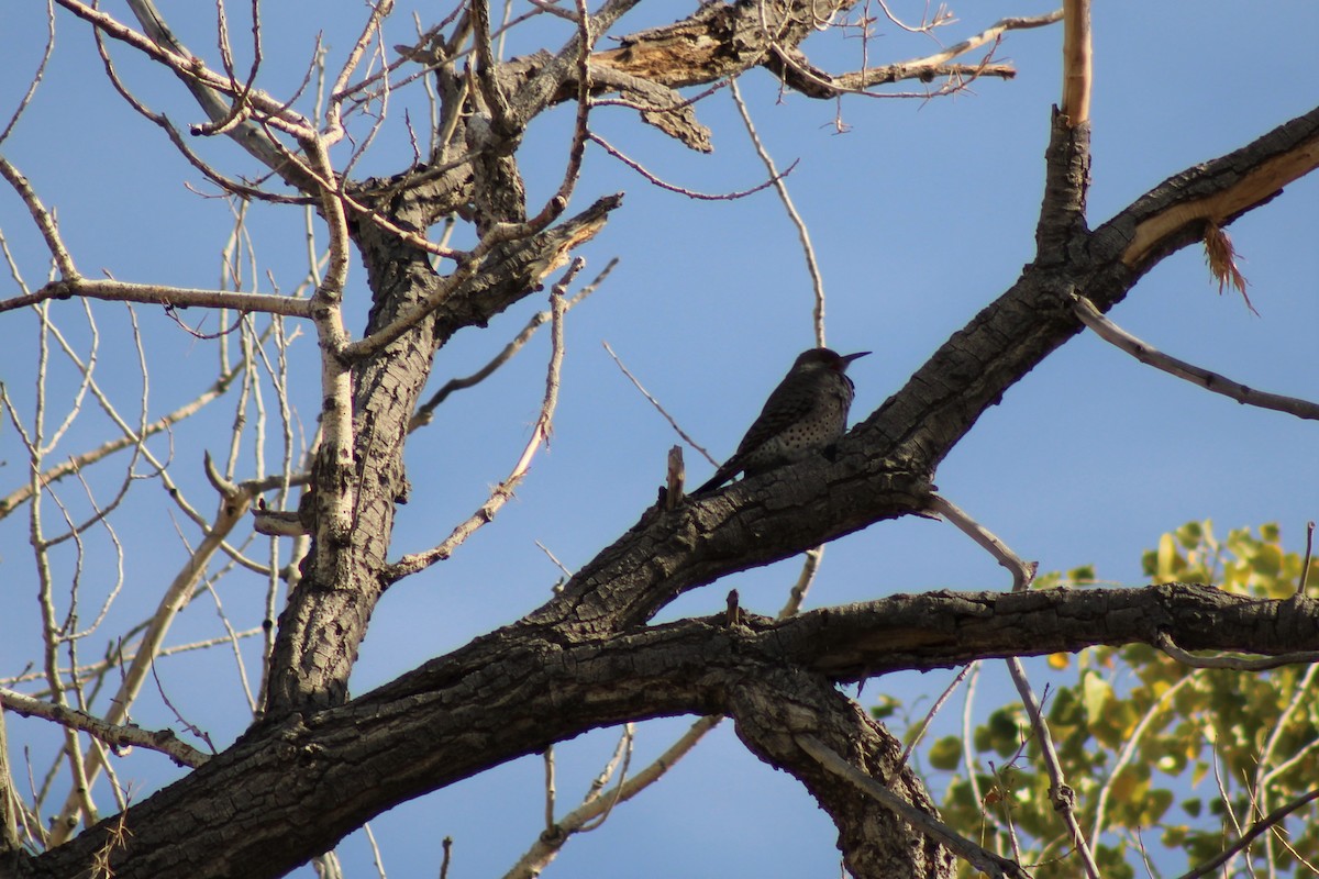 Northern Flicker - ML274033721