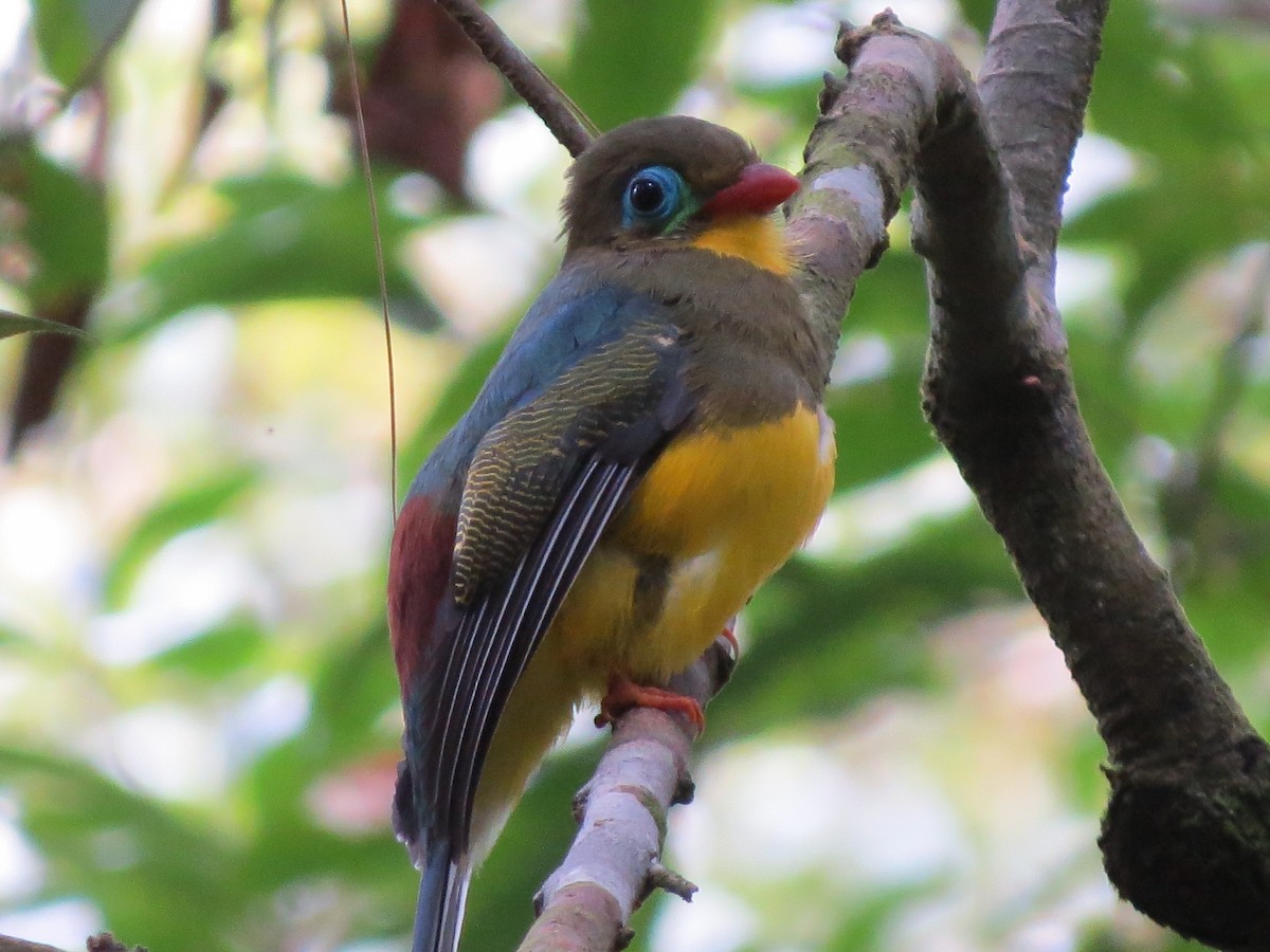 trogon sumaterský - ML27403721