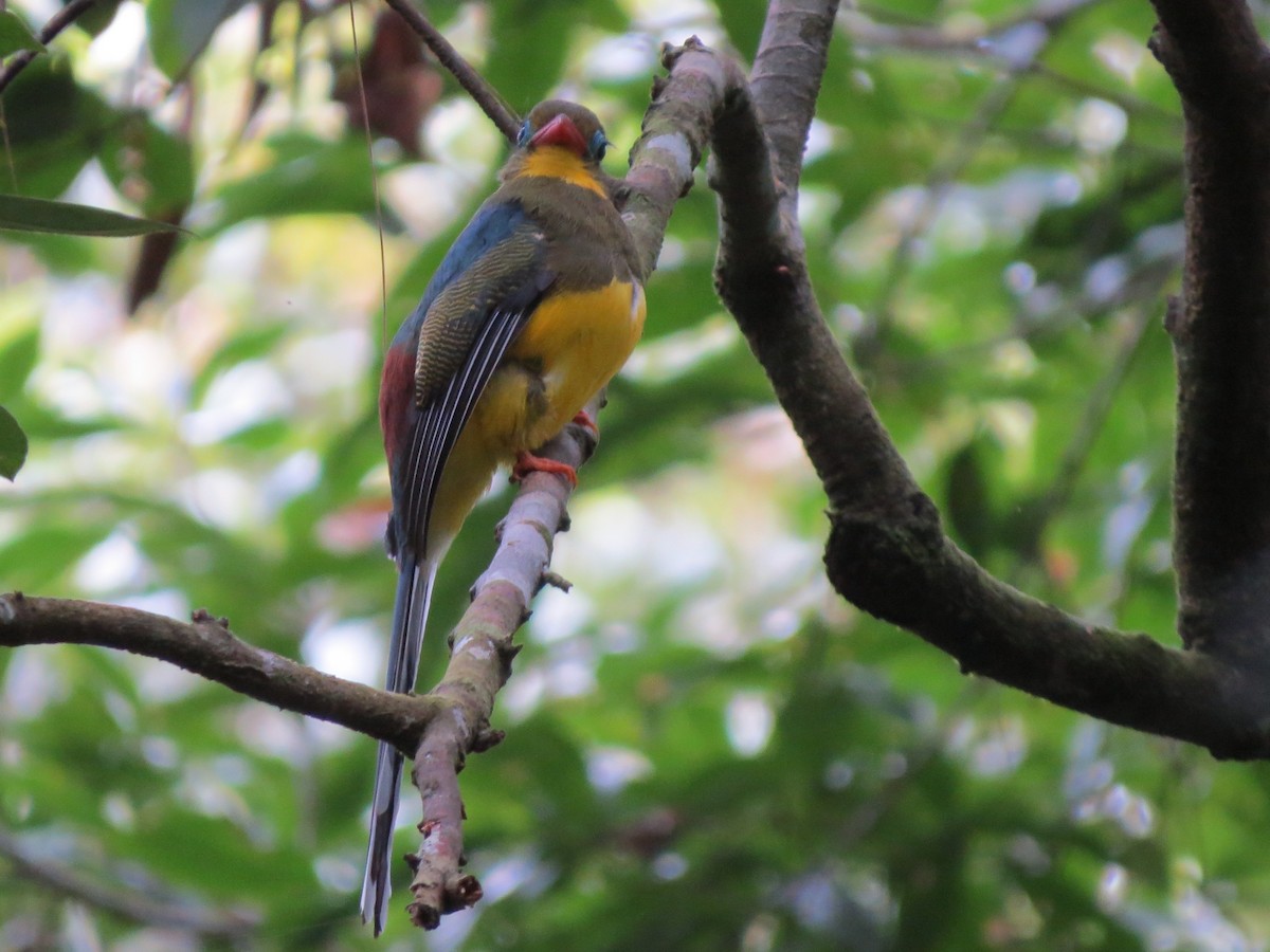 trogon sumaterský - ML27403731