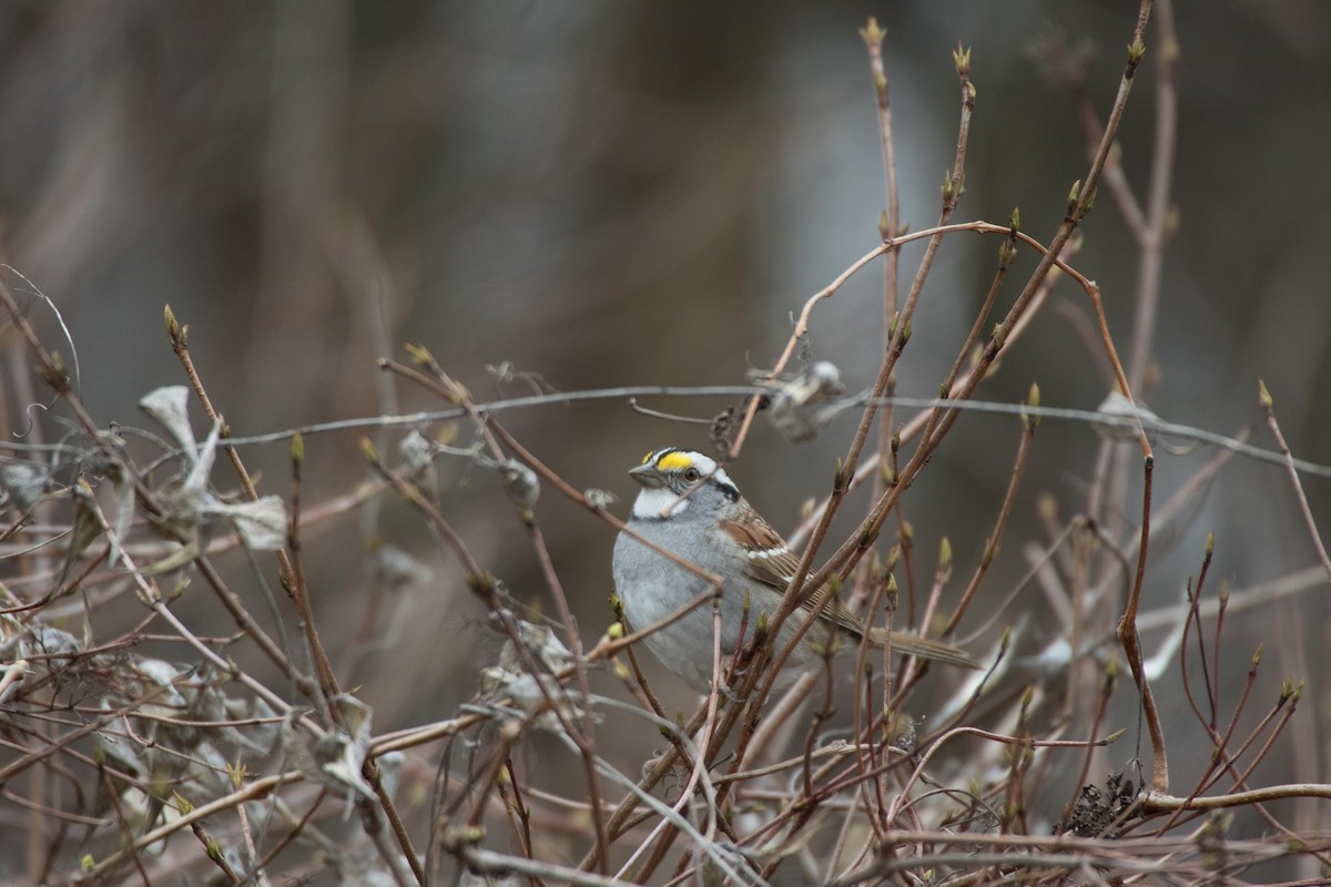 White-throated Sparrow - ML27403791